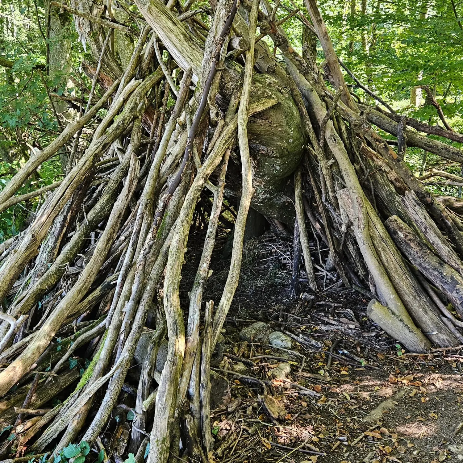 Wurzelich - Kinder im Wald