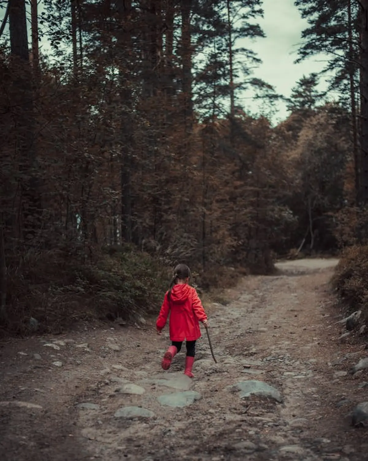 Wurzelich - Kind geht im Wald spazieren