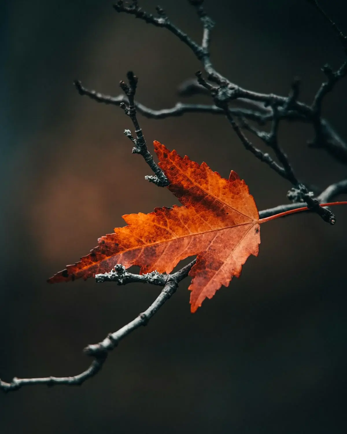 Wurzelich - orange-rotes Blatt