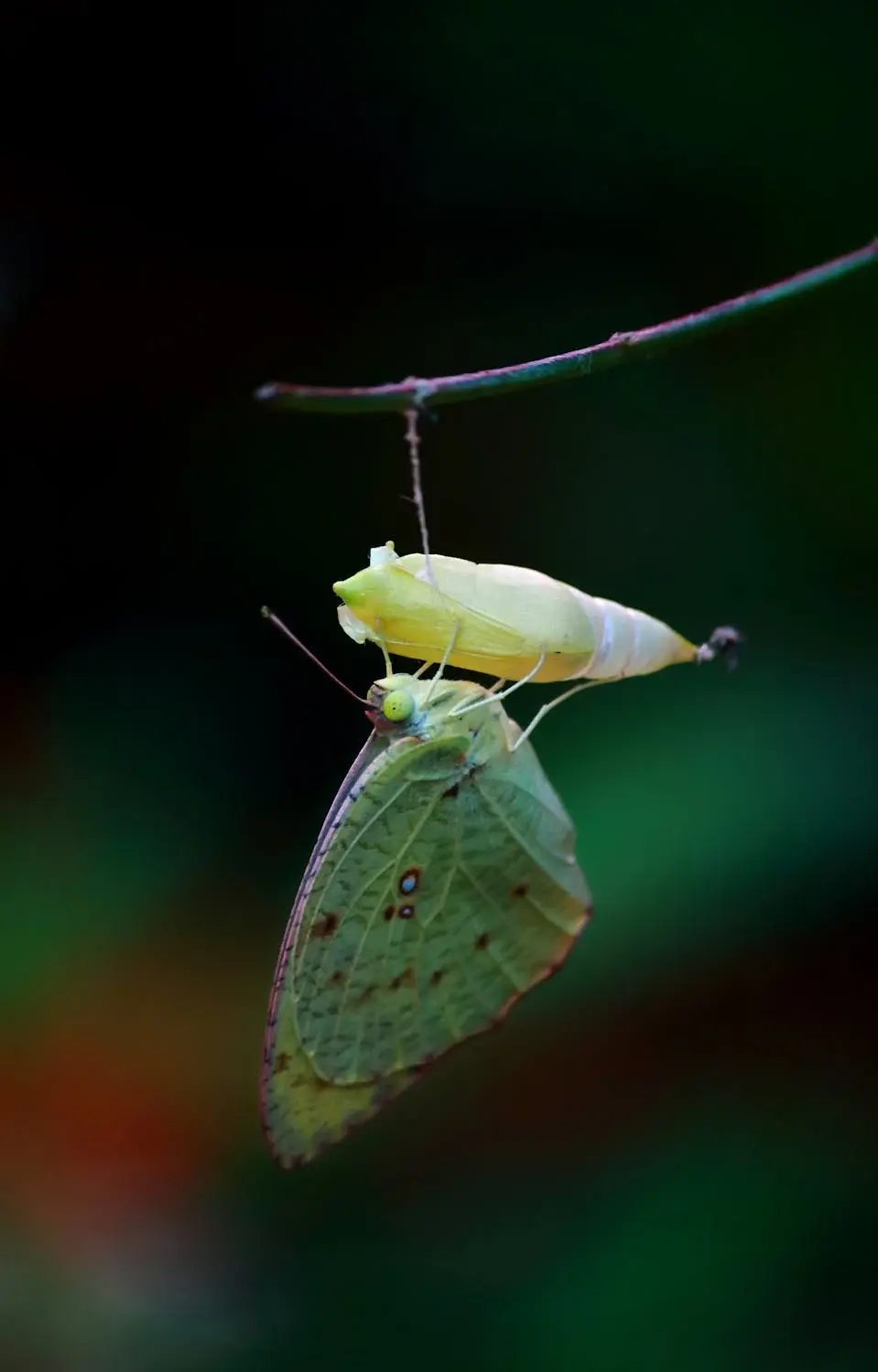 Wurzelich - Schmetterling