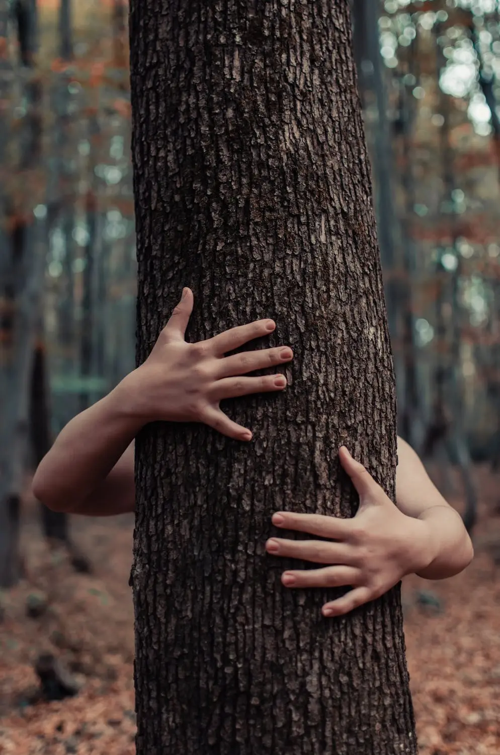 Wurzelich - Baum umarmen